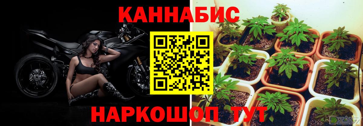 Канабис LSD WEED  Шишки марихуана Bruce Banner  Алатырь  Канабис сатива  Канабис White Widow  Вход с VPN 